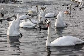 爱游戏全站-世界公开水域游泳赛中国女队首次夺金，中国游泳队世界大赛18枚金牌